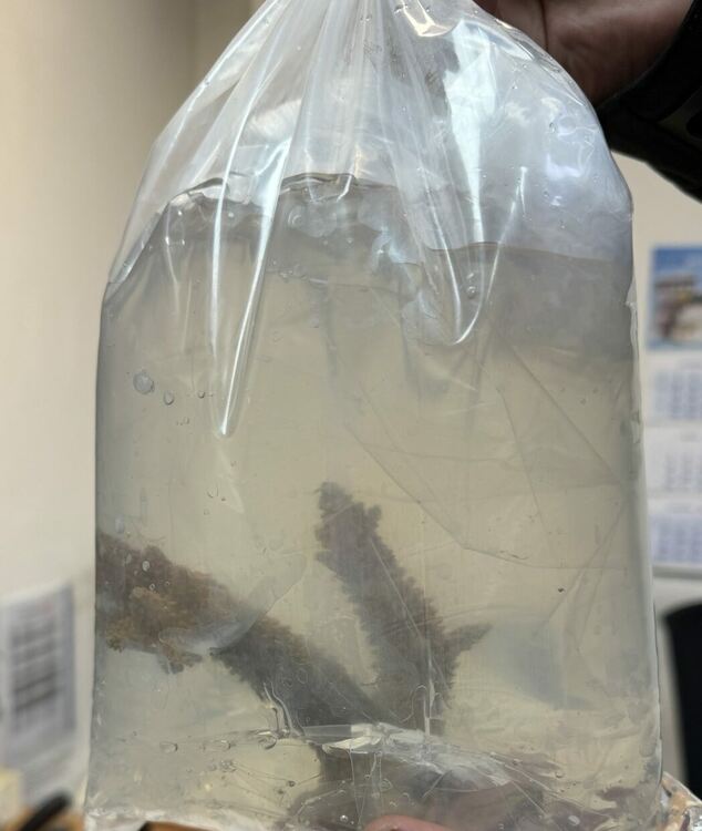 Първи случай на задържани живи корали в автобус