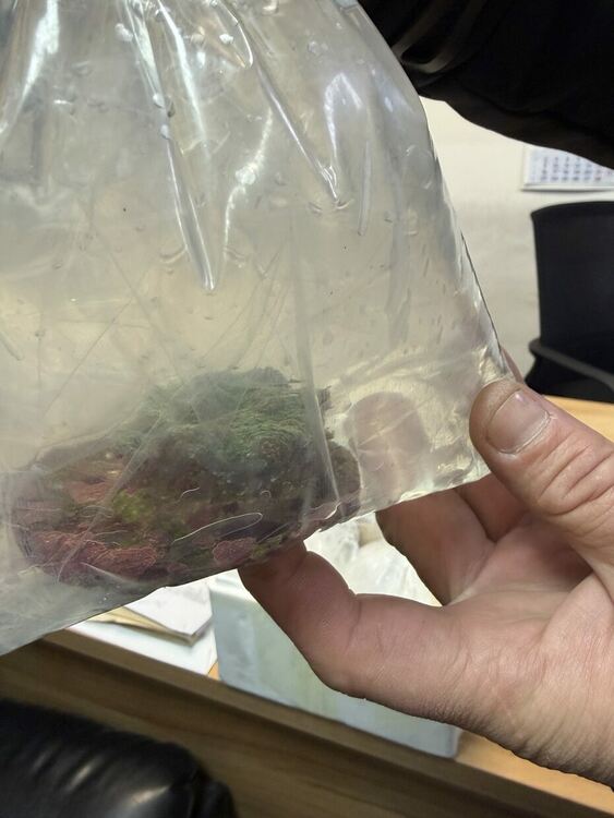 Първи случай на задържани живи корали в автобус