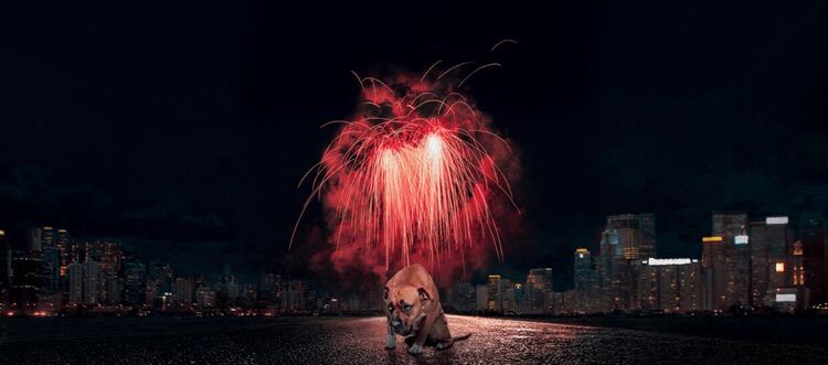 Шумна радост с висока цена: Пиратките и фойерверките вредят на хората, животните и природата