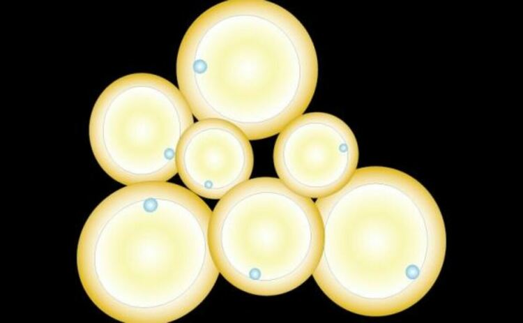 Мастни клетки от мастна тъкан. Адипоцити