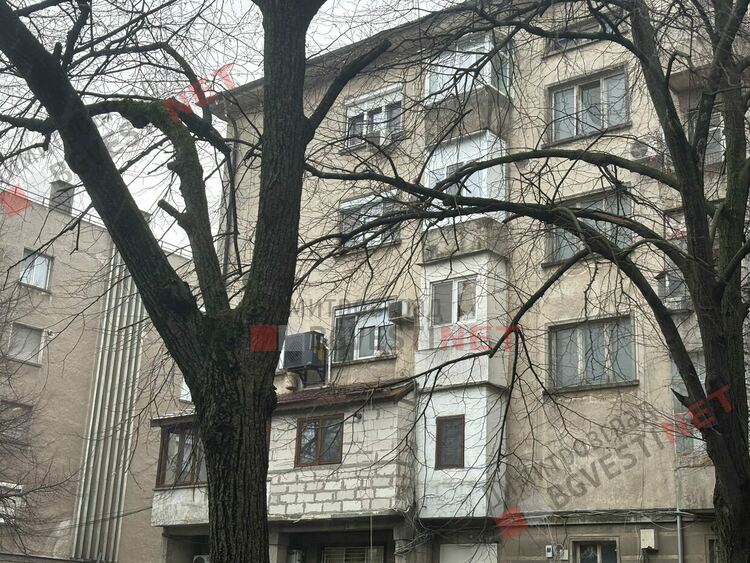 Силният вятър събори голямо дърво между жилищни блокове в Димитровград