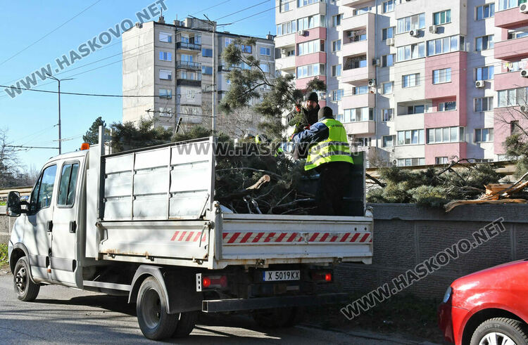 Бор се счупи на две и падна в локалното на бул. &bdquo;Васил Левски&ldquo;