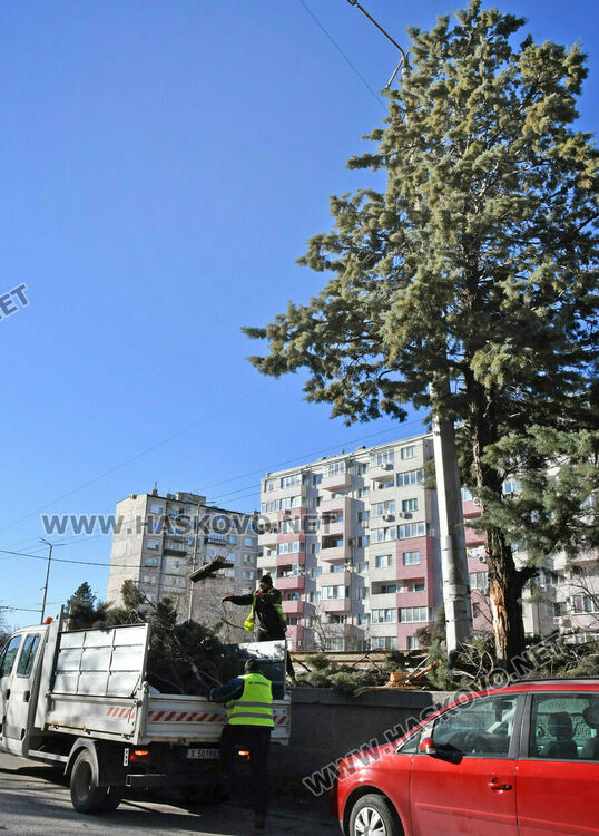 Бор се счупи на две и падна в локалното на бул. &bdquo;Васил Левски&ldquo;