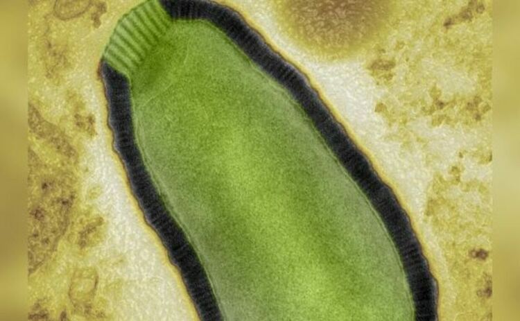 Питовирусът, известен още като зомби вирус, е изолиран от сибирската вечна замръзналост и е възроден от Жан-Мишел Клавери и неговия екип.