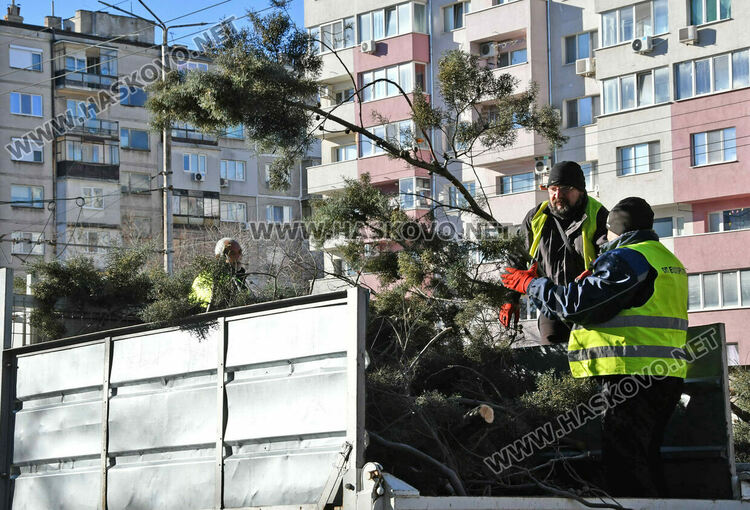 Бор се счупи на две и падна в локалното на бул. &bdquo;Васил Левски&ldquo;