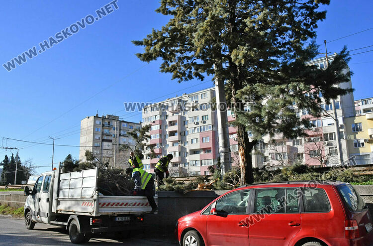 Бор се счупи на две и падна в локалното на бул. &bdquo;Васил Левски&ldquo;