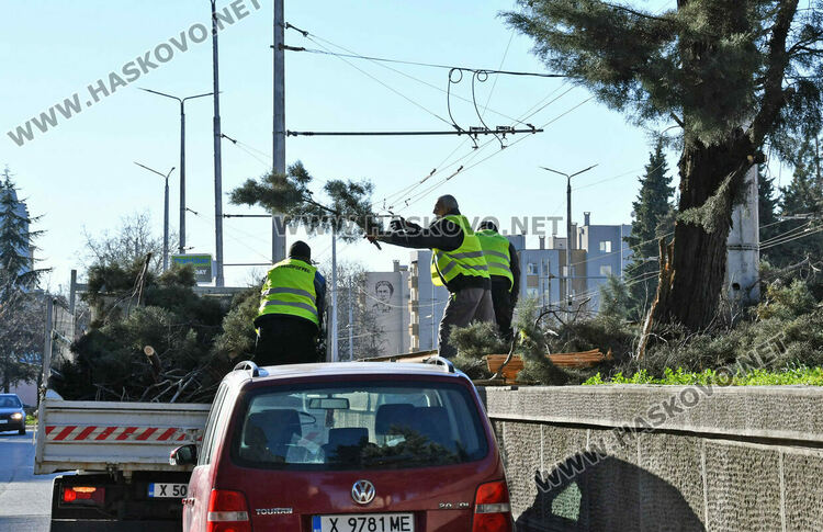 Бор се счупи на две и падна в локалното на бул. &bdquo;Васил Левски&ldquo;