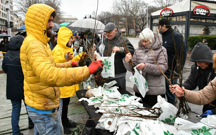 Хасковлии се наредиха на опашка в дъжда за безплатни дръвчета