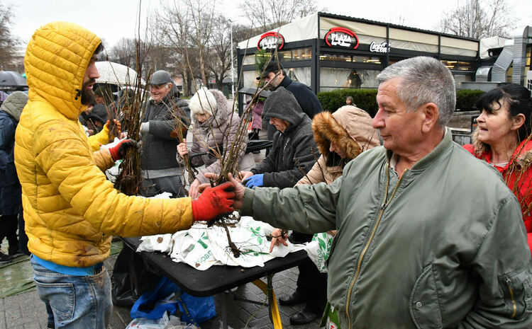 Хасковлии се наредиха на опашка в дъжда за безплатни дръвчета