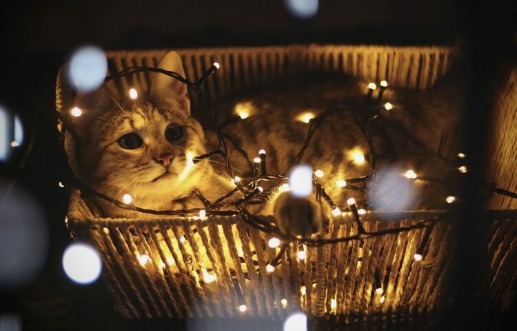 Александра Заркова