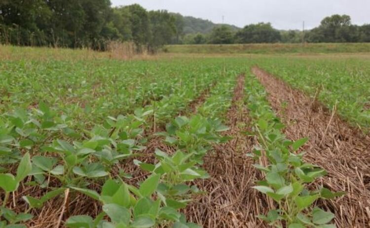 Поле с покривни култури