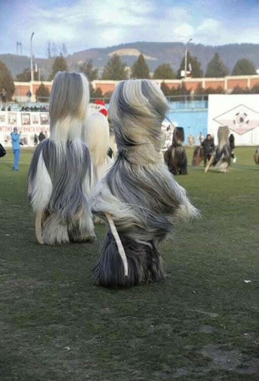 Групи от Земен, Косача и Крупник ще гостуват на "Тайнството на Сурва" в Радомир