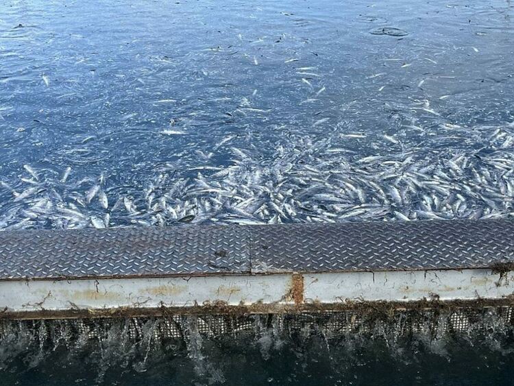 Тревожен сигнал за огромно количество умряла риба в карловското село Войнягово