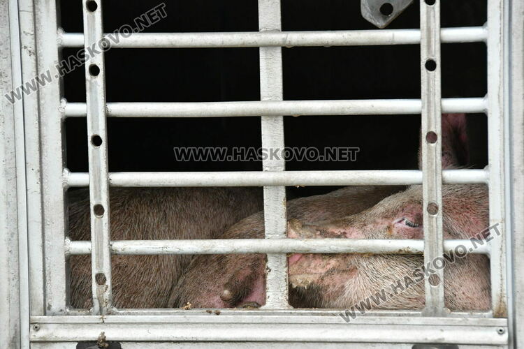 Тир с прасета се запали по пътя между Хасково и Димитровград