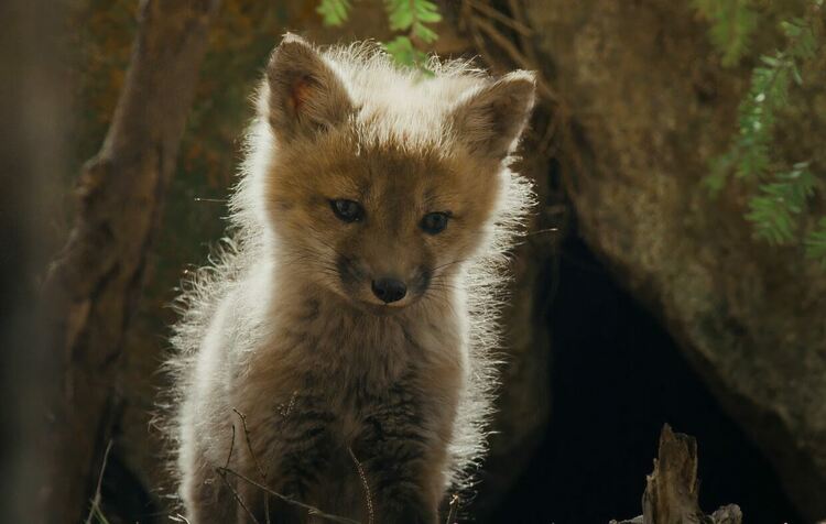 Една дива ирландска година и Дивите чудеса на Нова Англия по Viasat Nature
