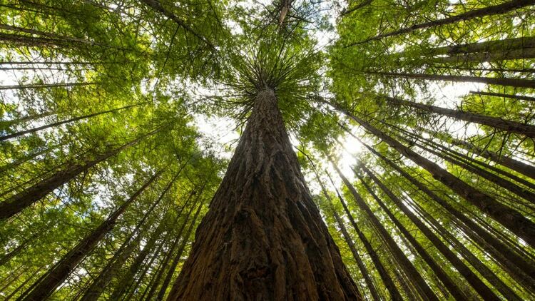 Невероятната история на момичето, което живя на дърво 738 дни 