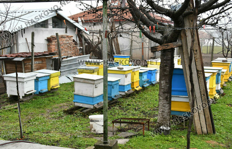 Пчеларите в Хасковско очакват добри добиви тази година