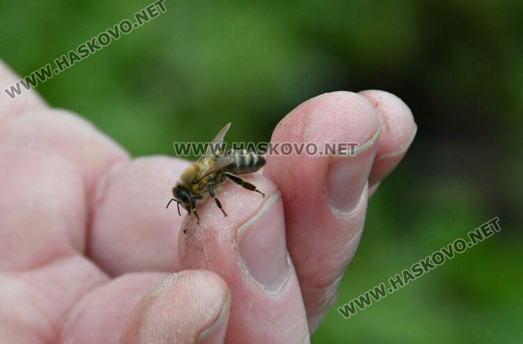 Пчеларите в Хасковско очакват добри добиви тази година