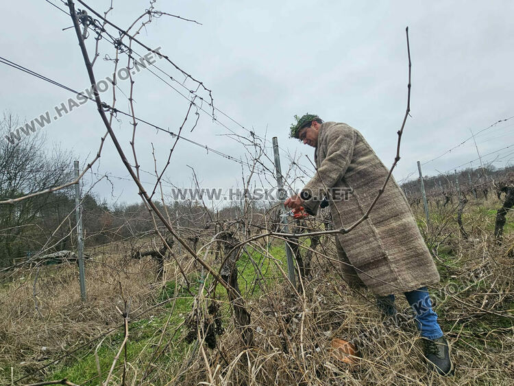 Ритуално заразяха лозите в масивите на &bdquo;Малката звезда&ldquo;