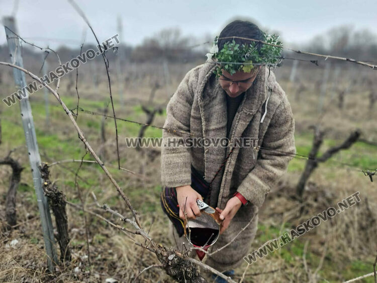 Ритуално заразяха лозите в масивите на &bdquo;Малката звезда&ldquo;