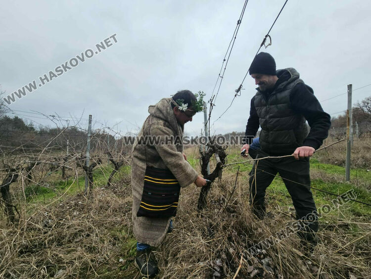 Ритуално заразяха лозите в масивите на &bdquo;Малката звезда&ldquo;