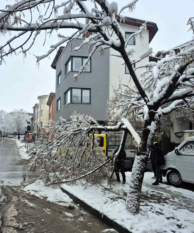 Паднали и надвиснали клони в Асеновград след продължилия снеговалеж