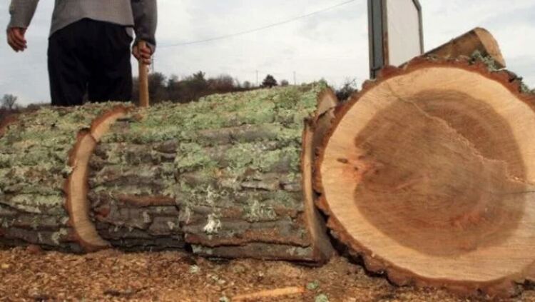 Проверки за незаконна сеч в Кирковско и Крумовградско