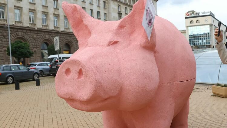 Община Кърджали отказа да допусне инсталация на Розово прасе-касичка в центъра на града,няма мотиви