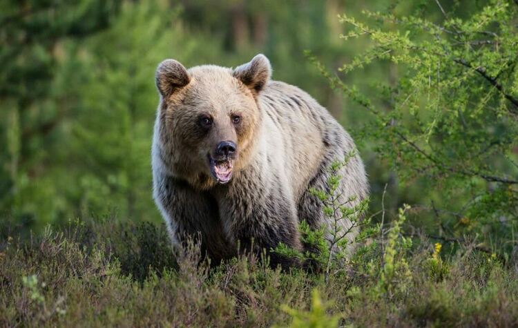 Дивата Словакия с Найджъл Марвен