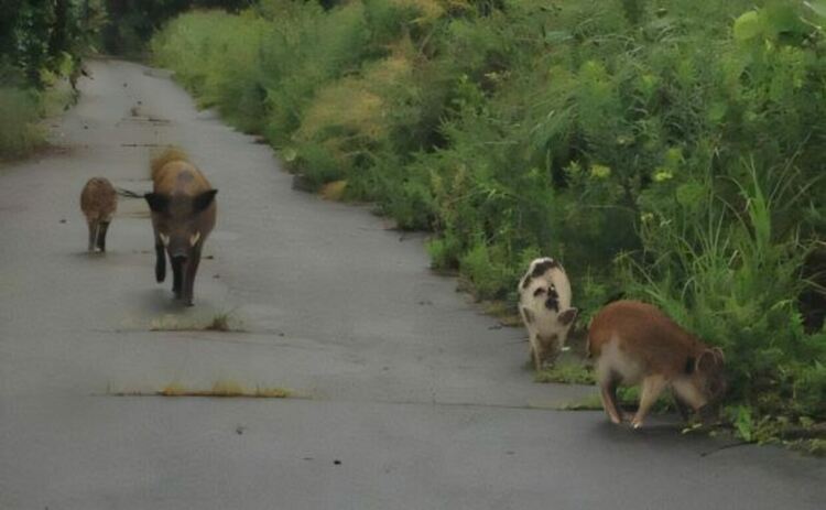 След ядрената авария през 2011 г., избягали свине са се кръстосвали с диви свине, създавайки рядко събитие на хибридизация, което е позволило на изследователите да проучат как майчината линия влияе върху генетичния обмен в популациите на дивите животни.