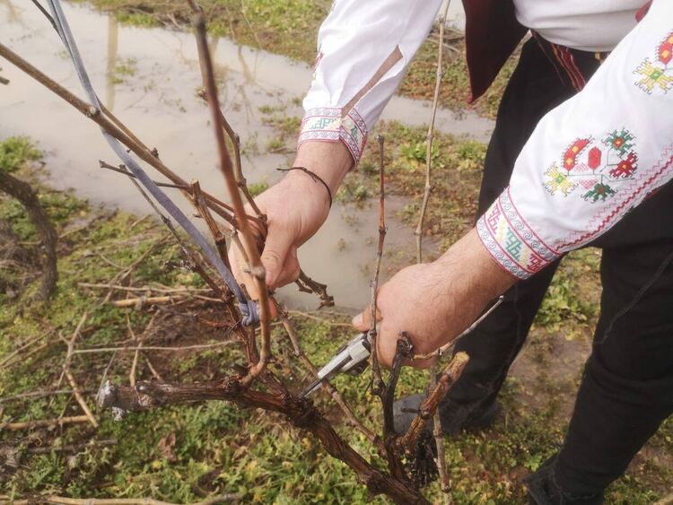 Конкурси за най-доброто вино и тестени изделия проведоха на Трифон Зарезан в с. Мандра 