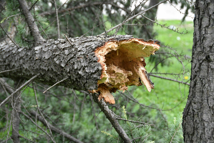 Силният вятър вдигна на крак пожарната в Хасково