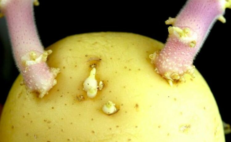 Зеленият оттенък по картофите не ги прави просто грозни.