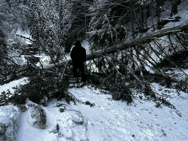 Екипите на пожарната са премахнали множество паднали дървета от снега и вятъра
