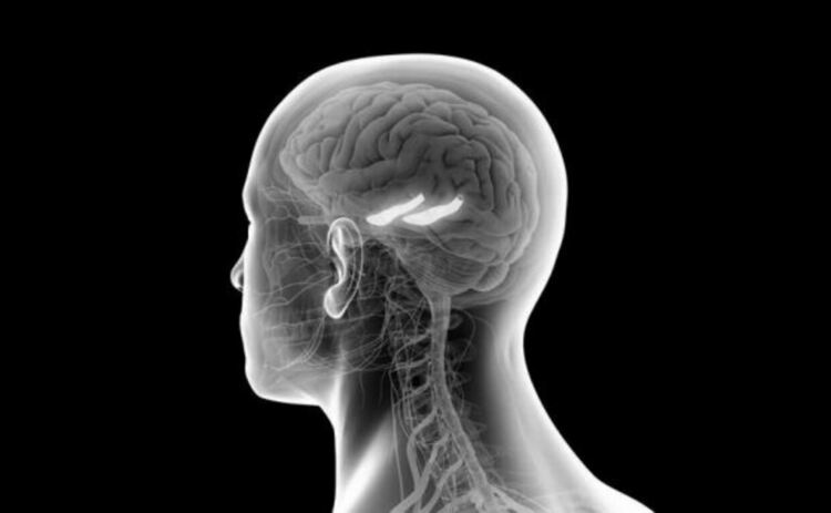 Коварен мозъчен паразит заразява имунните клетки, докато не се задейства вградена програма за &bdquo;самоунищожение&ldquo; и не го унищожат със себе си.