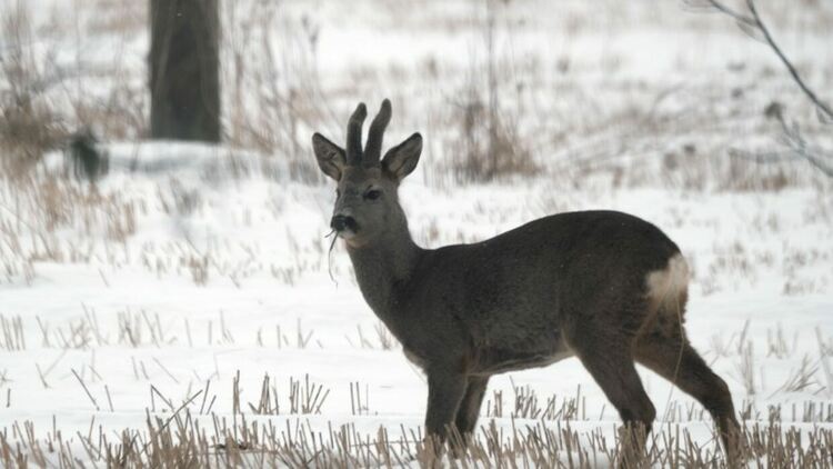 Източник: EPA/БГНЕС