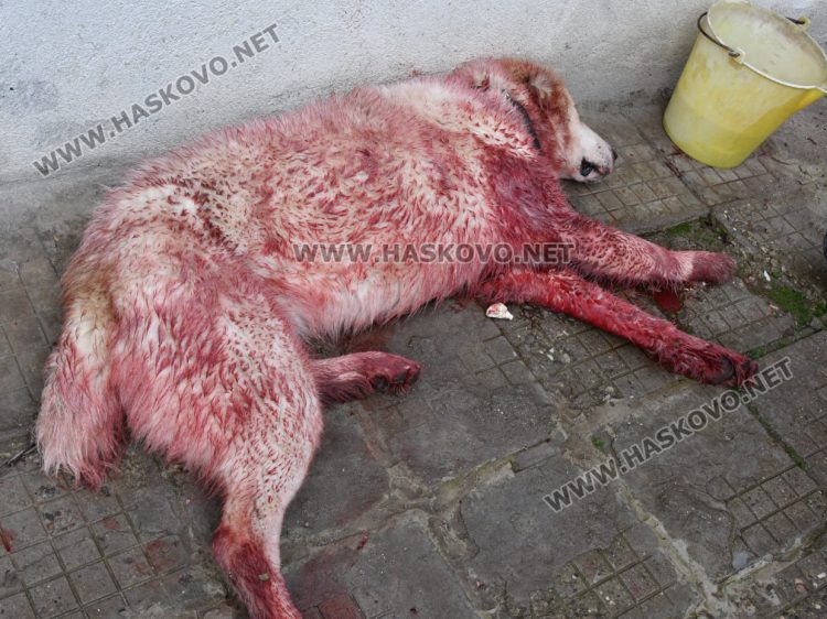 Починало е намушканото с нож куче в Хасково