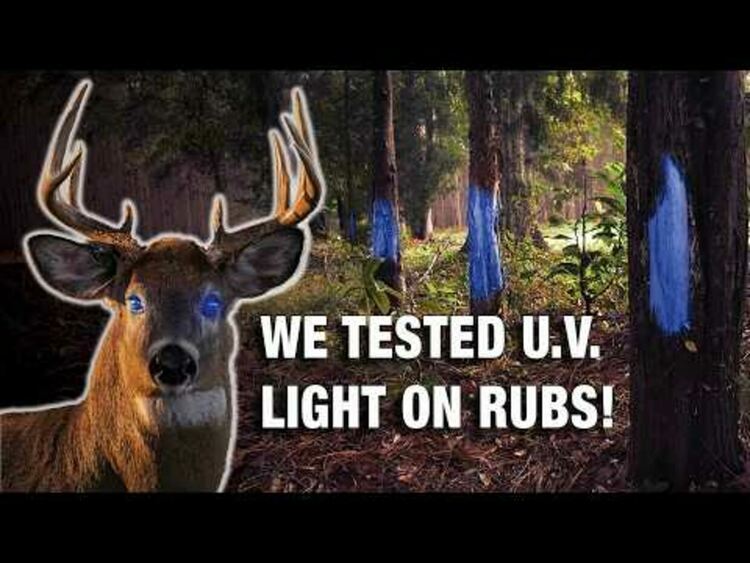 Елените създават мистериозни ултравиолетови светлини, които светят в горите 