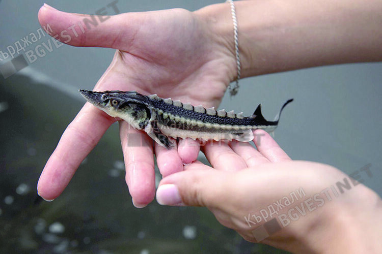 Черен хайвер от кърджалийската моруна ценен в Европа и по света