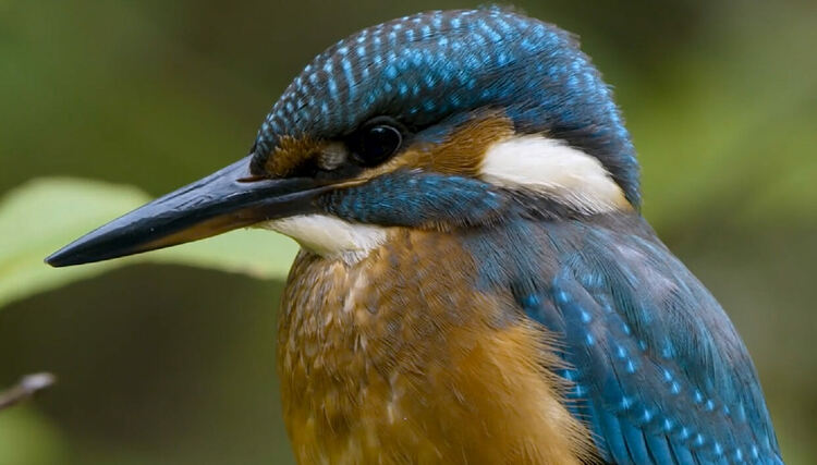 Екстремен свят, Дива игра и Животът в гората по Viasat Nature