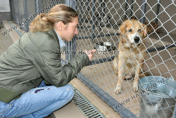 Предлагат програма за овладяване популацията на безстопанствени кучета в Хасково