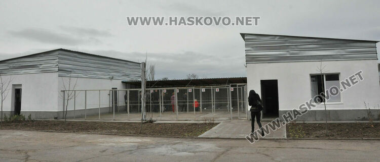 Предлагат програма за овладяване популацията на безстопанствени кучета в Хасково