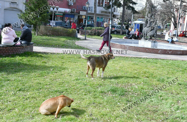 Предлагат програма за овладяване популацията на безстопанствени кучета в Хасково