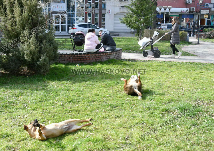 Предлагат програма за овладяване популацията на безстопанствени кучета в Хасково