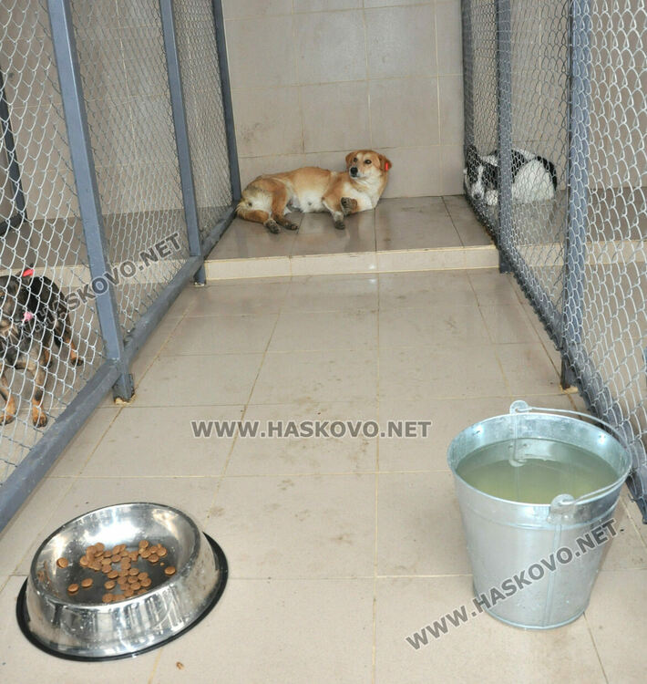 Предлагат програма за овладяване популацията на безстопанствени кучета в Хасково