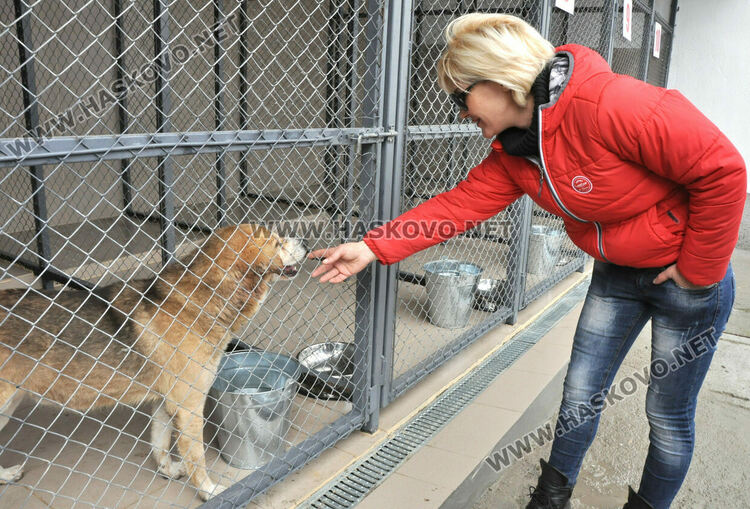 Предлагат програма за овладяване популацията на безстопанствени кучета в Хасково