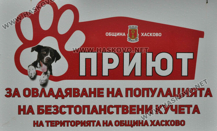 Предлагат програма за овладяване популацията на безстопанствени кучета в Хасково