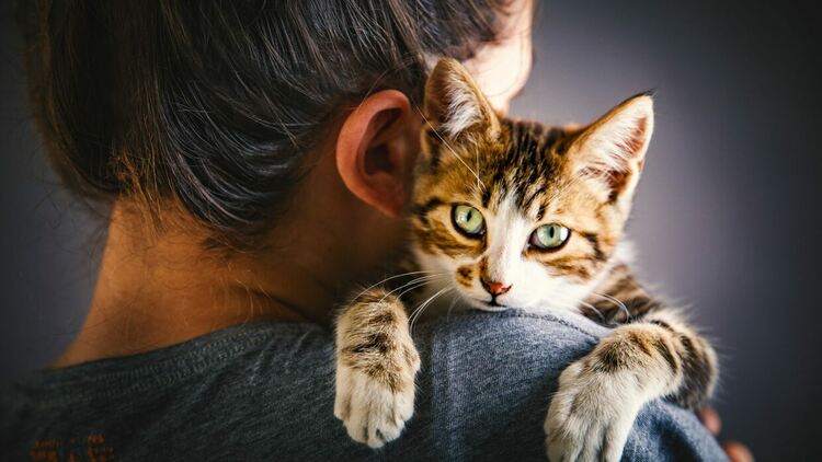 Ключът към лечението на рака може да се крие в котките