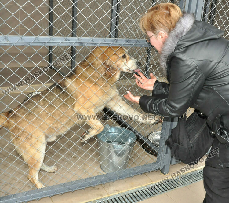 Предлагат програма за овладяване популацията на безстопанствени кучета в Хасково