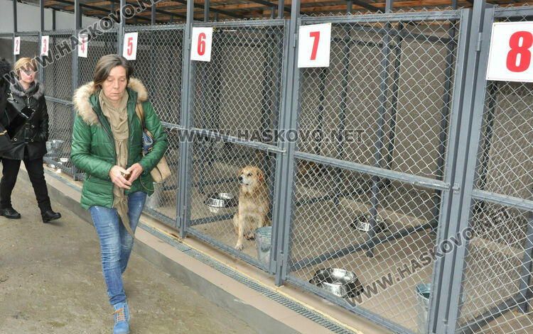 Предлагат програма за овладяване популацията на безстопанствени кучета в Хасково